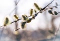 Flowering willows in spring. The awakening of wild nature