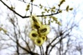 Flowering Willows.