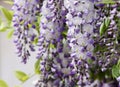 Flowering wisteria