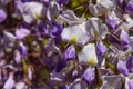 Flowering wisteria plant