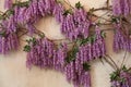 Flowering Wisteria plants on house wall background. Natural home decoration with flowers of Chinese Wisteria. Beautiful fresh purp