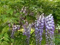 Flowering wisteria, purple wisteria, climbing plant, under flowering wisteria bush, fragrant flowers
