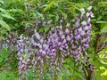 Flowering wisteria, purple wisteria, climbing plant, under flowering wisteria bush, fragrant flowers