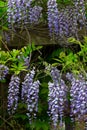 Flowering Wisteria Vertical Image