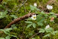 Flowering Wood anemone, Anemonoides nemorosa on early spring