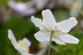 Flowering wood anemone nemorosa in spring seen from the back