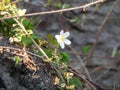 flowering wood anemones in the forest