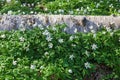 Flowering wood anemones at spring