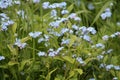 Flowering wood forget-me-not Myosotis sylvatica plant with blue flowers and green leaves in garden Royalty Free Stock Photo