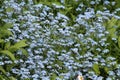 Flowering wood forget-me-not Myosotis sylvatica plant with blue flowers and green leaves in garden Royalty Free Stock Photo