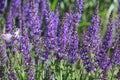 Flowering Woodland sage Salvia nemorosa plants in garden