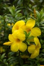 Flowering, yellow Allamanda cathartica blooming.