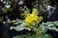 Flowering yellow blossoms in spring. Royalty Free Stock Photo