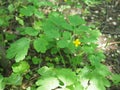 Flowering yellow celandine plant in forest. Chelidonium majus or greater celandine or tetterwort or nipplewort yellow wild flower Royalty Free Stock Photo