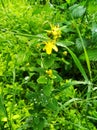 Flowering yellow celandine plant in forest