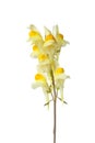 Flowering yellow Common Toadflax Royalty Free Stock Photo