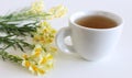 Flowering yellow Common Toadflax ,Linaria vulgaris and cup of tea close up isolated on white background.Medicinal plants, herbs in Royalty Free Stock Photo