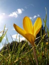 Flowering yellow crocus grows up towards the sunlight