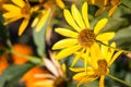 Many big yellow daisies on a sunny day Royalty Free Stock Photo