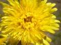 Flowering yellow dandelion flower Taraxacum officinale . Perennial herbaceous plant.