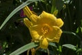 Flowering Yellow Day lily flower or Hemerocallis Stella de Oro in the garden Royalty Free Stock Photo