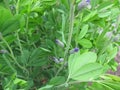 Flowering yellow false indigo, baptisia tinctoria