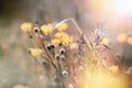 Flowering yellow flower, buttercup flower lit by sunlight