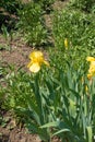 Flowering yellow bearded iris in spring Royalty Free Stock Photo