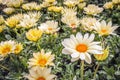 Flowering yellow hearted white Cape marguerite plants from close