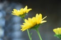 Flowering Yellow Heliopsis Flower Blossoms in a Garden