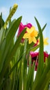 Flowering yellow irises and red tulips against the background of the spring sky. Royalty Free Stock Photo