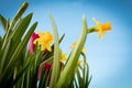 Flowering yellow irises and red tulips against the background of the spring sky. Royalty Free Stock Photo