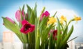 Flowering yellow irises and red tulips against the background of the spring sky. Royalty Free Stock Photo