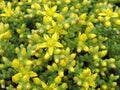 Flowering yellow moss