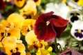Beautiful red and yellow pansies
