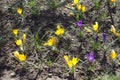 Flowering yellow and purple crocuses Royalty Free Stock Photo