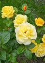 Flowering yellow rose Rosa multiflora Thunb.. Major plan