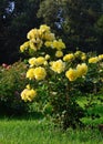 Flowering yellow roses in the garden