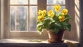 Flowering yellow Saintpaulia. Saintpaulia flowers on the windowsill. Potted flowers. Selective focus. AI generated