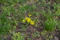 Flowering yellow star of Bethlehem plant in the grass Royalty Free Stock Photo