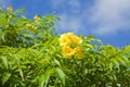 Flowering Yellow Trumpetbush Royalty Free Stock Photo