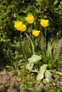 Flowering yellow tulips