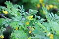 Flowering of yellow wood acacia ( Caragana arborescens