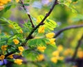 Flowering of yellow wood acacia ( Caragana arborescens