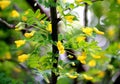 Flowering of yellow wood acacia ( Caragana arborescens