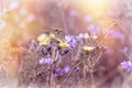 Flowering yelow and purple flower in meadow