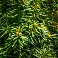 Flowering yew Taxus baccata Fastigiata Aurea. New bright green with yellow stripes foliage on English or European yew