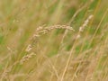 Flowering yorkshire fog grass - Holcus lanatus