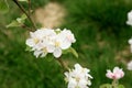 Flowering young apple tree