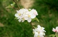 Flowering young apple tree